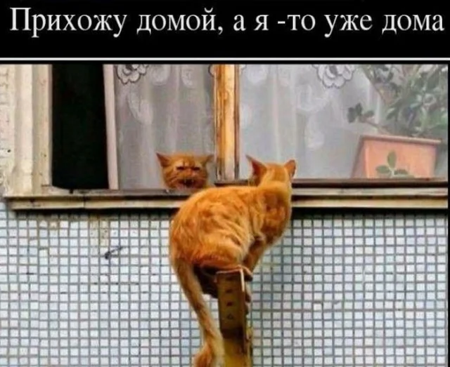 Свежие картинки