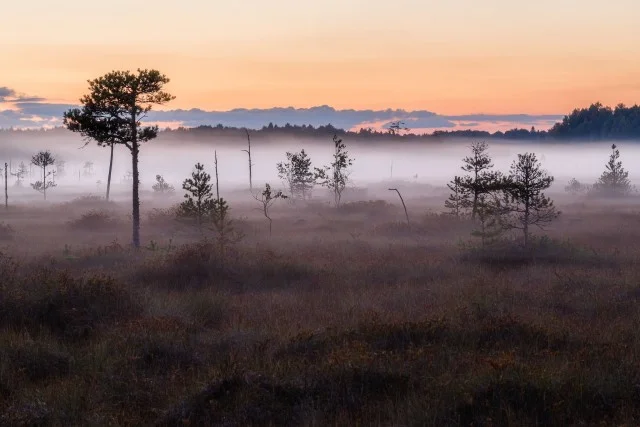 Удивительные верховые болота