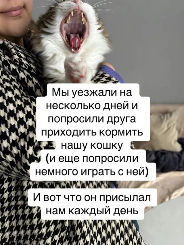 Кошка вспоминает: «Это были самые замечательные дни в моей жизни»