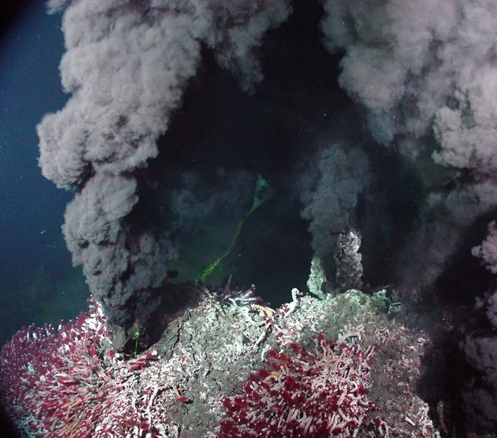 Животное, которое не ест: миф или реальность?