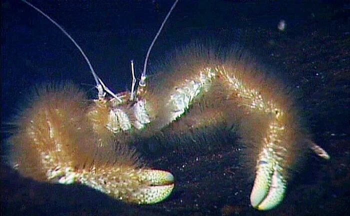 Животное, которое не ест: миф или реальность?