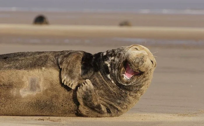 Могут ли животные смеяться: что говорит наука?