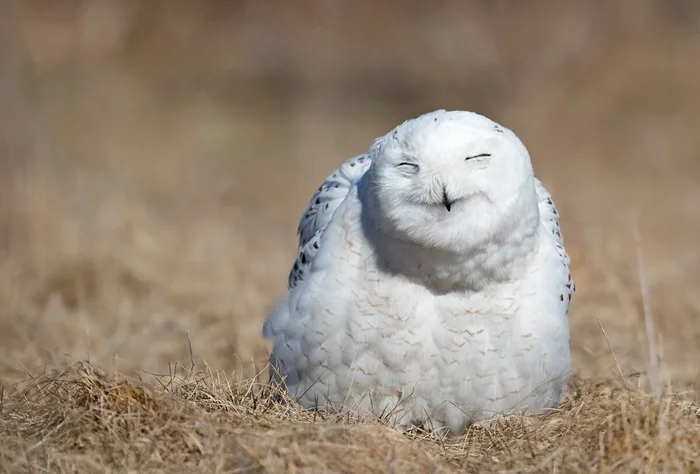 Могут ли животные смеяться: что говорит наука?