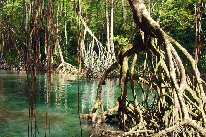В лесу обнаружена агрессивная бактерия размером с жука