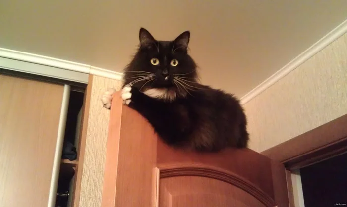 Почему кошки ненавидят закрытые двери и обожают открытые коробки: Три причины