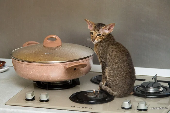 Ориентальная кошка: Порода, которая выглядит как ребёнок в теле инопланетянина