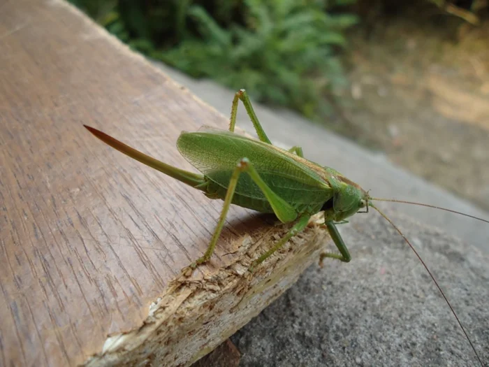 Острый шип у кузнечиков: Какое назначение этого оружия и на кого оно направлено?