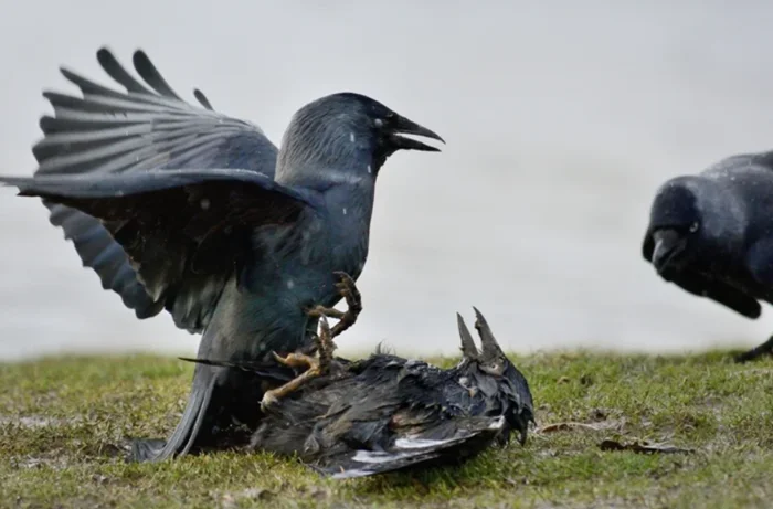 Галка: Как эта птица из семейства врановых ведёт себя как настоящий бандит