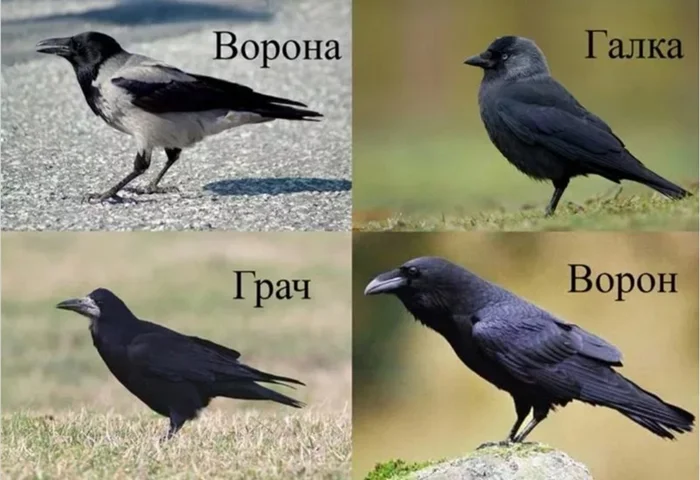 Галка: Как эта птица из семейства врановых ведёт себя как настоящий бандит