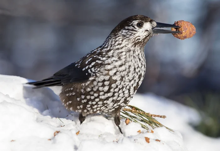 Дружба кедровки и кедра: Как пернатая стала защитницей сибирского дерева