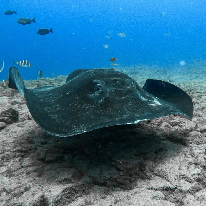 Электрический скат: Чёрный хищник, чья атака выжигает жизнь на несколько метров вокруг