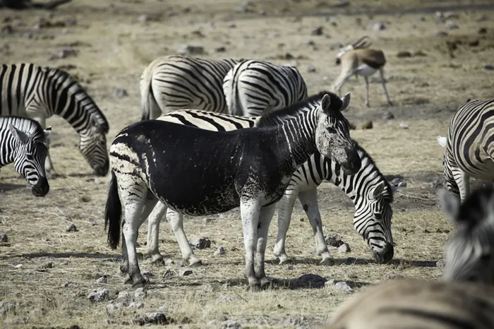 Зебры без полосок: Почему в Африке всё чаще появляются такие необычные экземпляры?