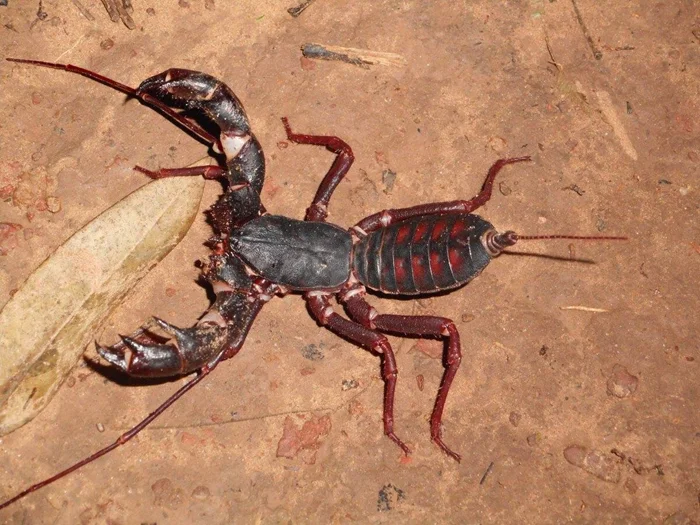 Телифон-гигант: Как это существо между пауком и скорпионом может обжечь кислотой