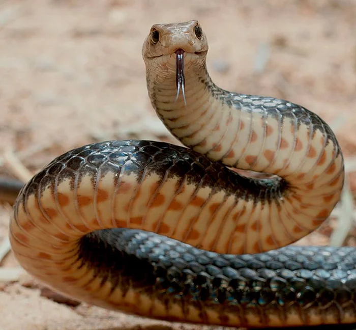 Сила яда восточной коричневой змеи: Вторая в мире по токсичности, но её укус едва заметен
