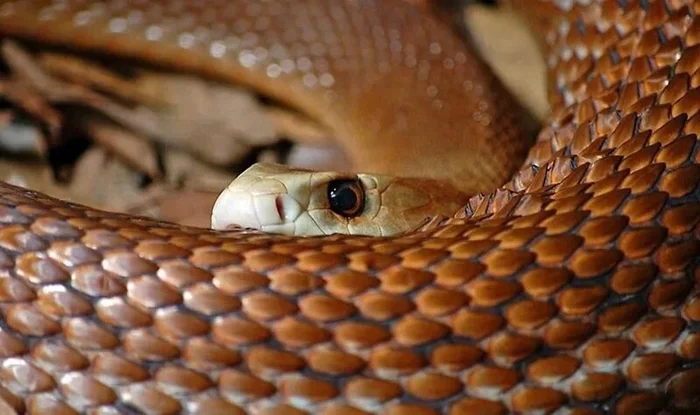 Сила яда восточной коричневой змеи: Вторая в мире по токсичности, но её укус едва заметен