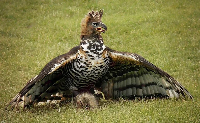 Опасности венценосного орла: Как этот орёл ловит добычу в 8 раз тяжелее себя, до 40 кг