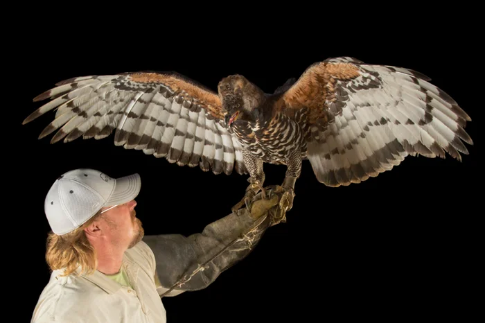 Опасности венценосного орла: Как этот орёл ловит добычу в 8 раз тяжелее себя, до 40 кг