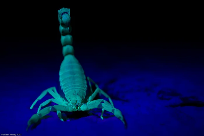 Андроктонус: Скорпион с ядами, которые снижают шансы на выживание до минимума