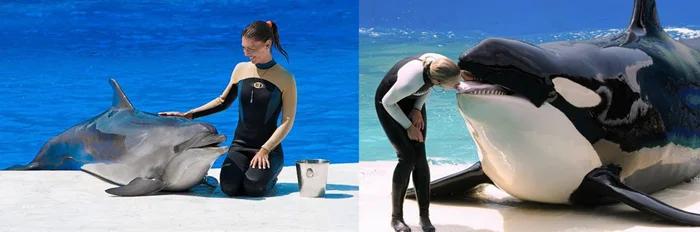 Косаткодельфин и нарлуга: Гибриды китов, их судьба и статус изгоев