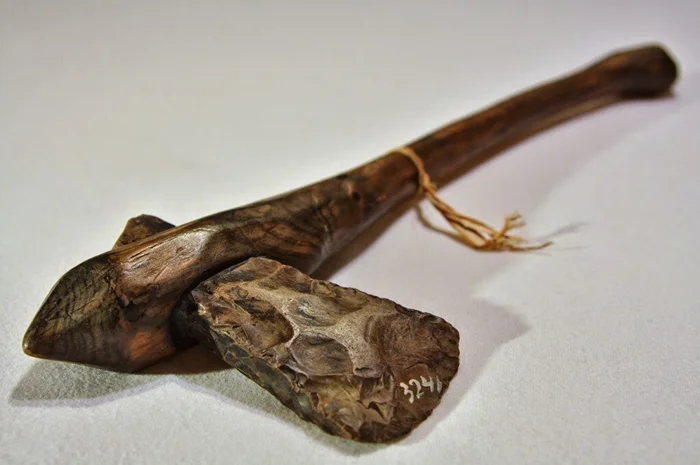 Справится ли каменный топор с деревом?