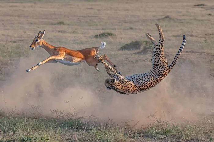 Быстрый, но неудачливый: как скорость сделала гепарда неэффективным охотником