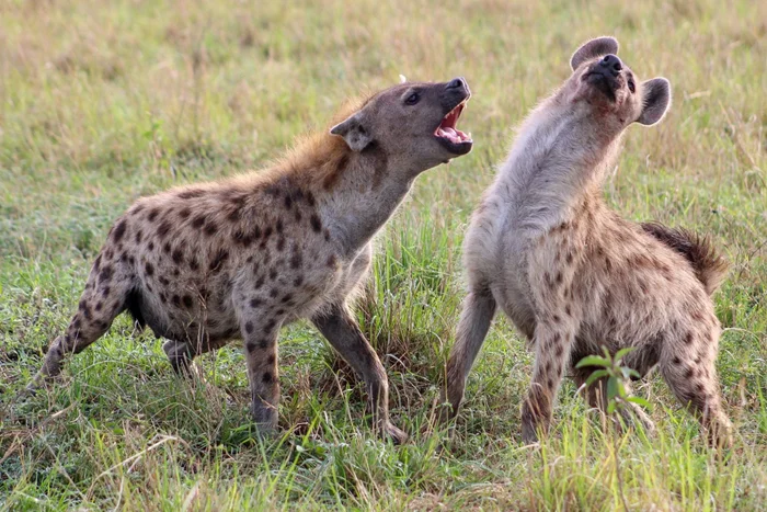 Иерархия гиен: сложная социальная система, превосходящая интриги «Игры престолов»