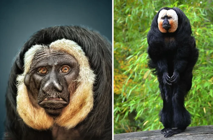 Как бледные саки заставляют лес шуметь и почему хищники их не выносят