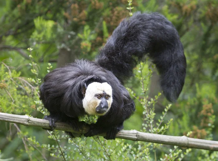 Как бледные саки заставляют лес шуметь и почему хищники их не выносят