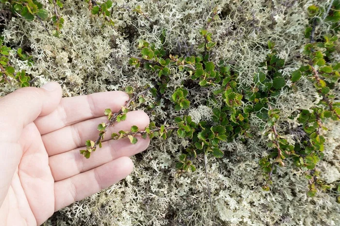 Зима на пороге: как насекомые приспосабливаются к жизни на Крайнем Севере