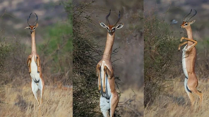 Прямоходящий геренук: антилопа, которая ходит словно человек — удивительное зрелище