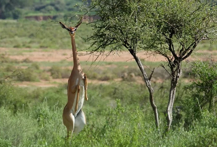 Прямоходящий геренук: антилопа, которая ходит словно человек — удивительное зрелище