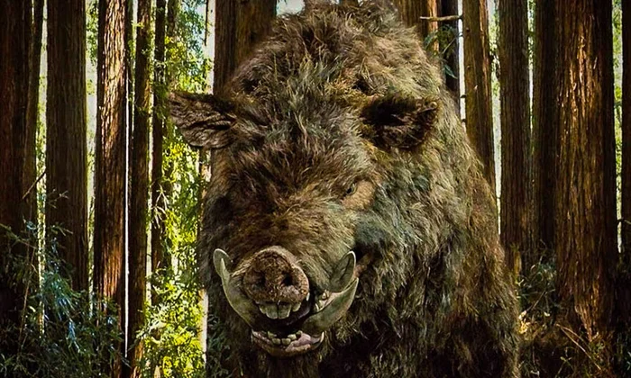 Радиоактивные кабаны Чернобыля: почему природа очистилась, а они нет?