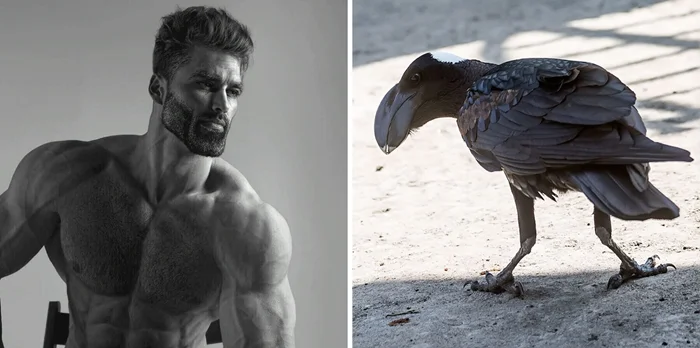 Гигачад мира пернатых: бронзовая ворона и её жуткий секрет