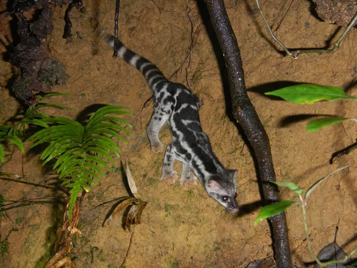 Эволюционная пауза: почему тело линзанга отстало на 30 миллионов лет?