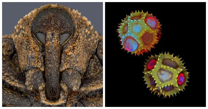 20 впечатляющих взглядов на крошечные существа и миниатюрные объекты