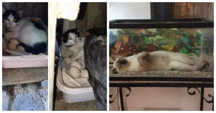 18 домашних любимцев в забавных и необычных ситуациях