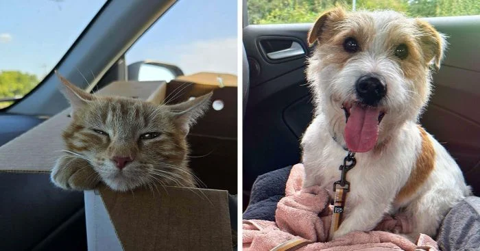 30 сердечных фото животных, нашедших свой дом и семью