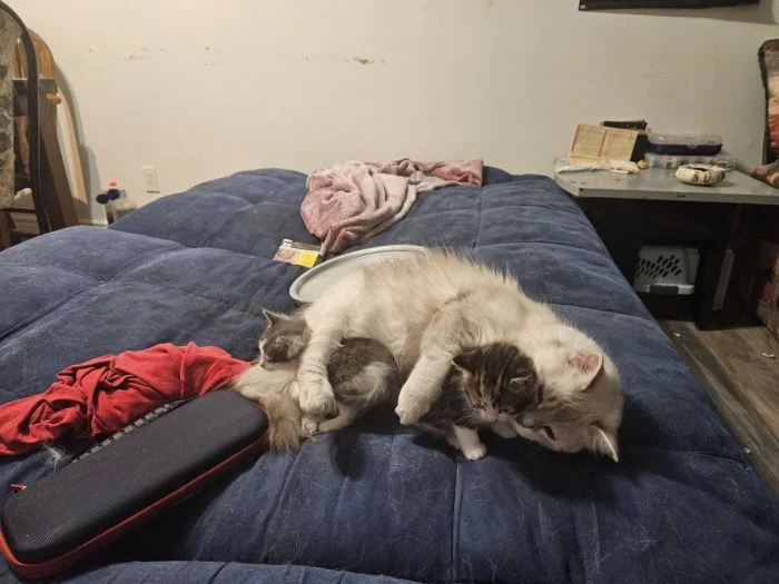 30 сердечных фото животных, нашедших свой дом и семью