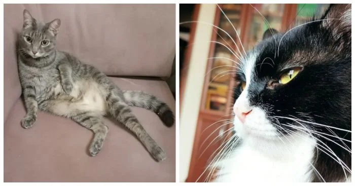 24 истории о пушистых созданиях, чья судьба изменилась благодаря одной встрече