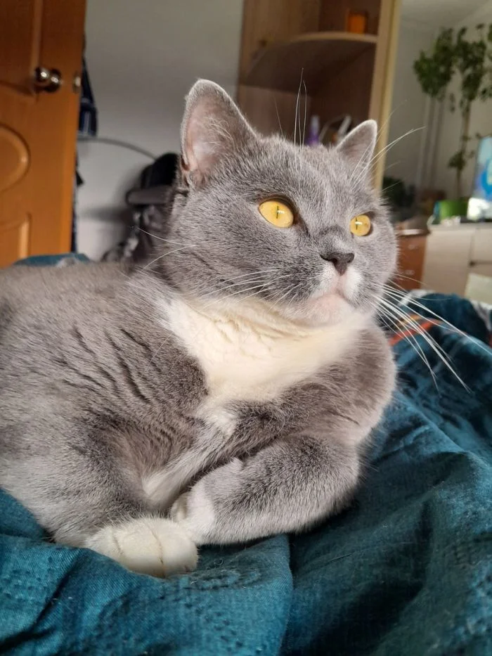 24 истории о пушистых созданиях, чья судьба изменилась благодаря одной встрече