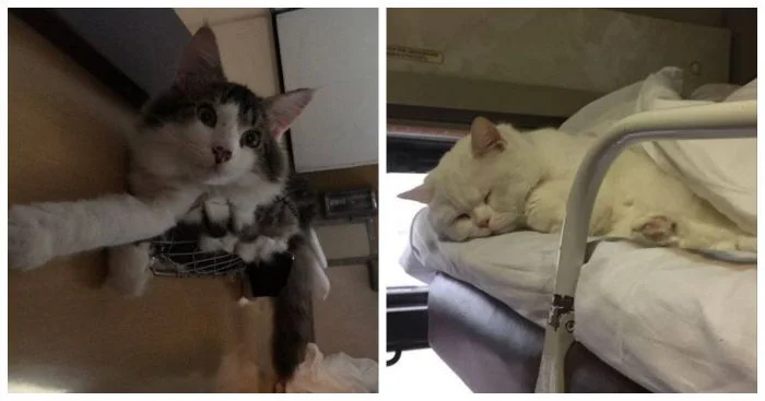 22 пушистых путешественника, открывающих мир романтики железных дорог