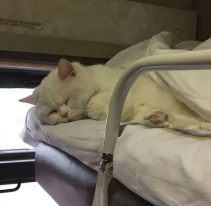 22 пушистых путешественника, открывающих мир романтики железных дорог