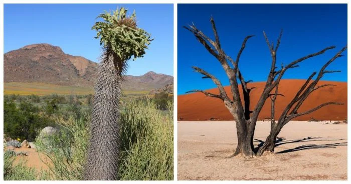 Удивительные и необычные растения Намибии: что растет в пустыне