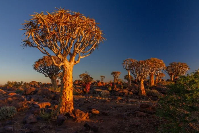 Удивительные и необычные растения Намибии: что растет в пустыне