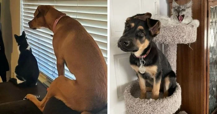 Когда собака становится котом: 16 случаев удивительного перенимания привычек