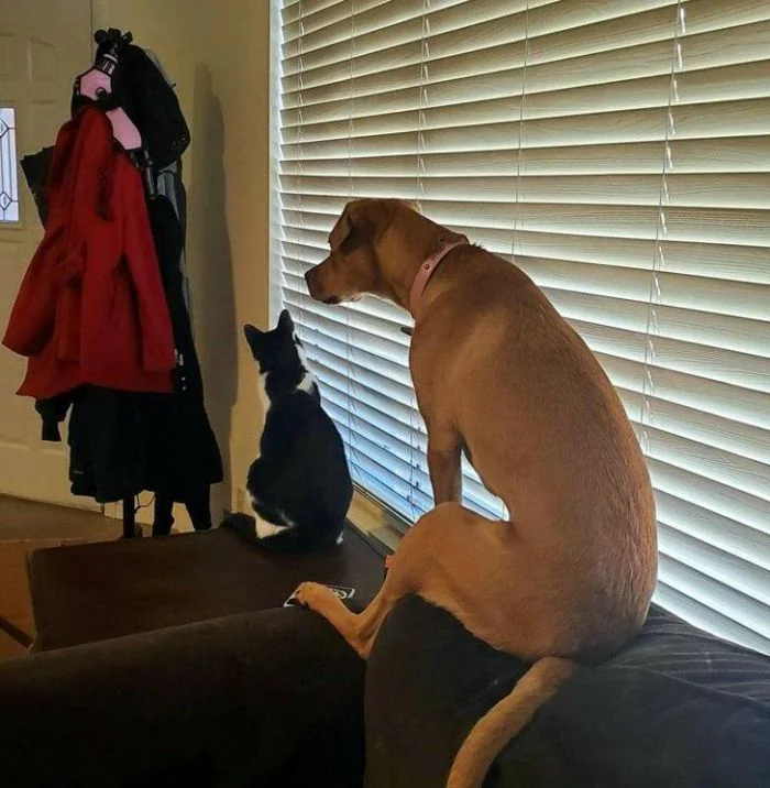 Когда собака становится котом: 16 случаев удивительного перенимания привычек