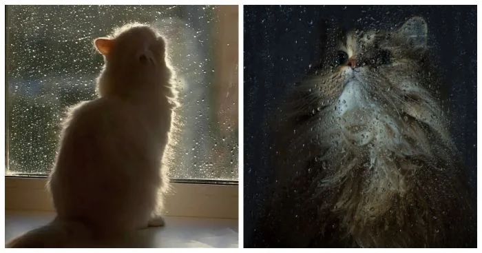 22 кота, наслаждающихся осенним дождем и делящихся уютными снимками