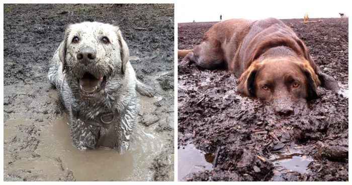 Веселье в луже: 25 фото, где герои решили расслабиться по-настоящему