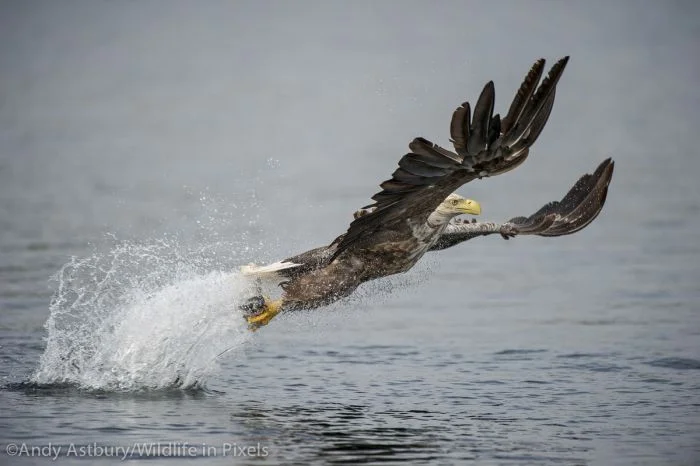 Новая солянка на общую тему