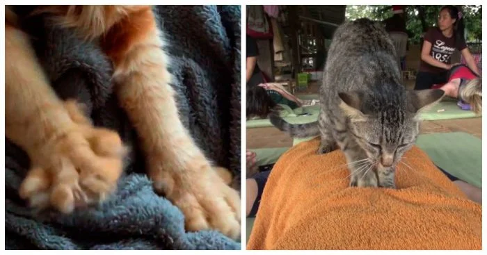 20 хвостатых массажистов, которые точно знают, как расслабить